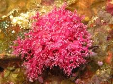 Corail mou ou eponge.