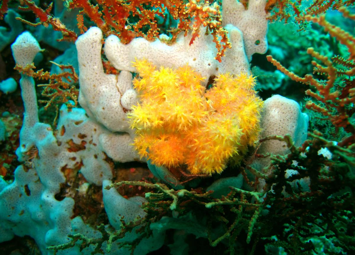<p>Et voila une jaune. Philippines.</p>