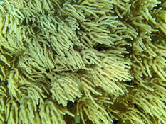 Corail "mou" ? Sinularia ?