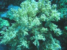corail mou