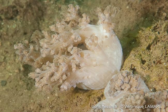 corail mou