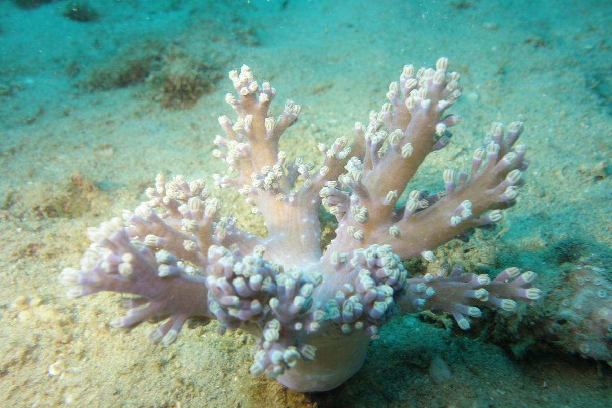 <p>Bonjour, Je fais remonter ce post car j'ai une photo d'un individu ressemblant mais je pensais à un Lithophytum arboreum ?</p>