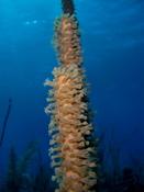 Corail mou