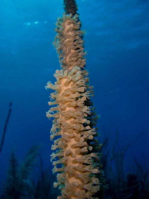 Corail mou