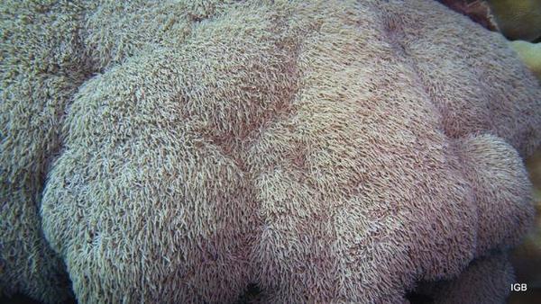 CORAIL MOU