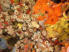 Corail Nain? ou?