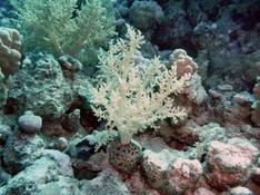 Corail "navet"