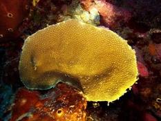 Corail nid d'abeilles (caraïbes)