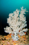 Corail noir ?