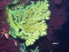 corail noir ?