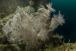 corail noir 