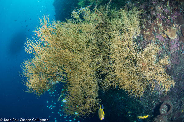 Corail noir, mais quelle espèce?