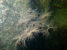 Corail noir Ouessant