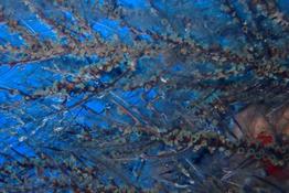 corail noir plumeux ?