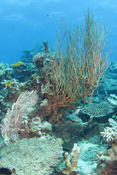 corail Nosy Be