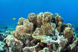 Corail Nosy Be