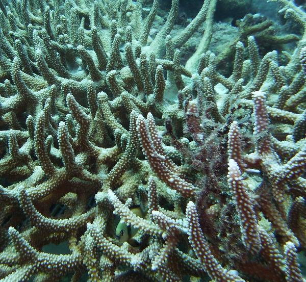 Corail Nouvelle Calédonie