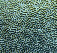 Corail Nouvelle Calédonie