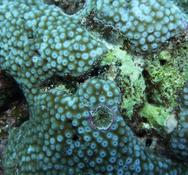Corail Nouvelle Calédonie