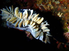 corail, nudibranche ou ...?