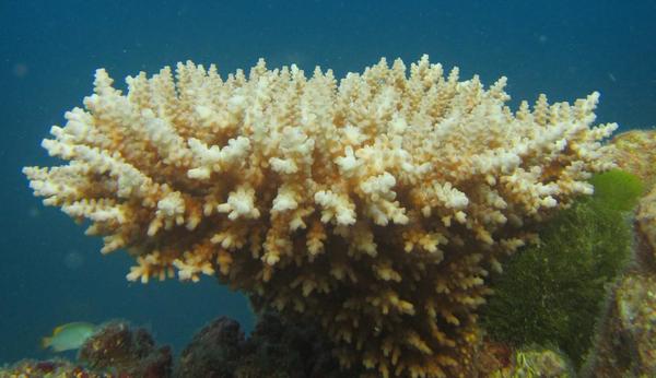 Corail Océan Indien