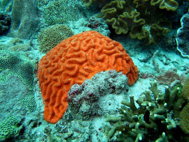 corail orange Bali