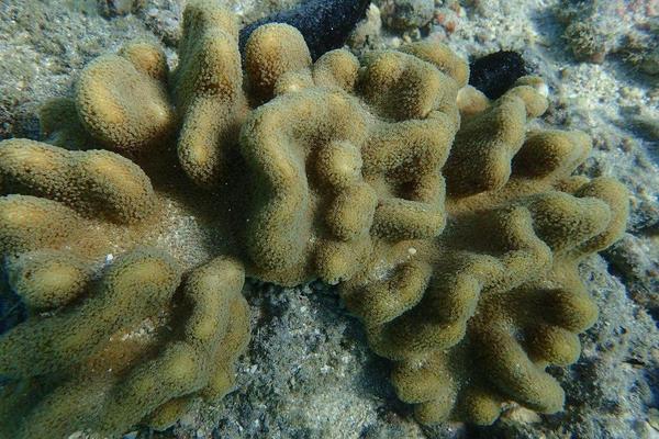 corail ou anémone ?