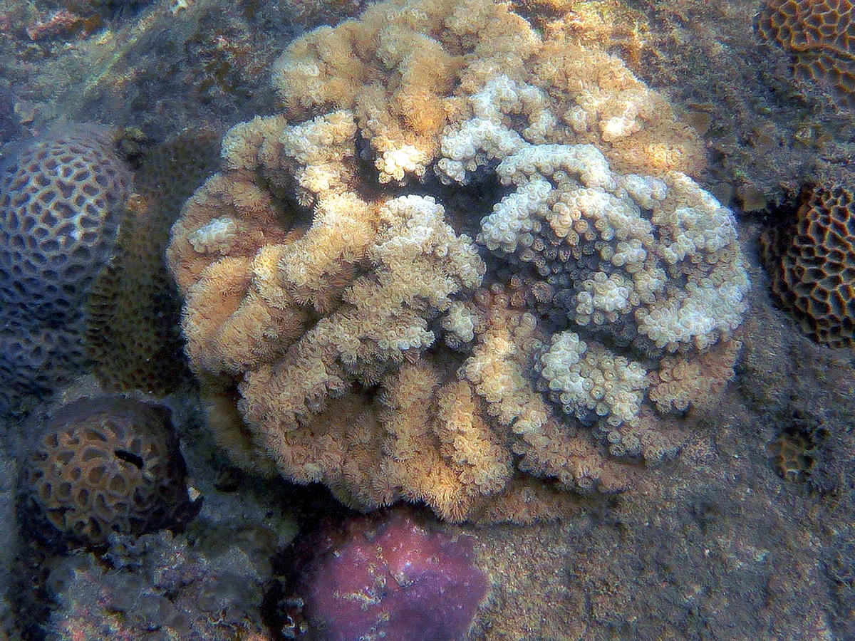 corail ou anémone?