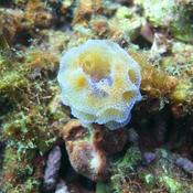 corail ou éponge ?