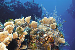 Corail ou éponge?
