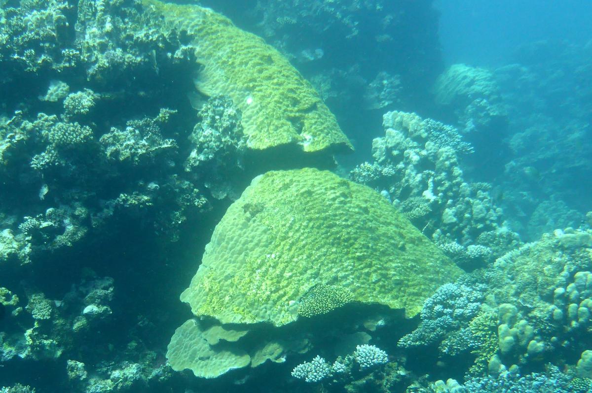 Corail ou éponge