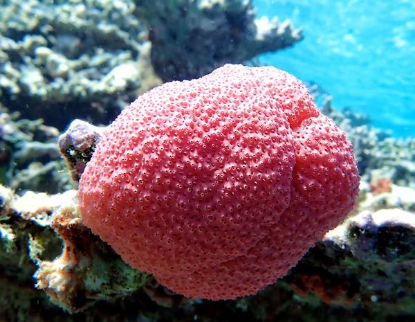 Corail ou éponge ? identification