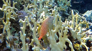 Corail ou Gorgogne ?
