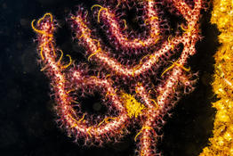 Corail ou gorgone. Ophiures ?