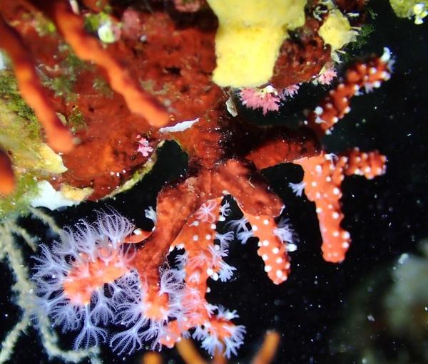 Corail parasité ? 