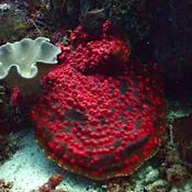 Corail peau d'éléphant?