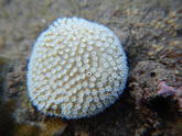 Corail photographié à Bali