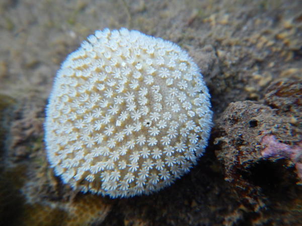 Corail photographié à Bali