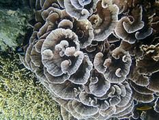 Corail Rodrigues