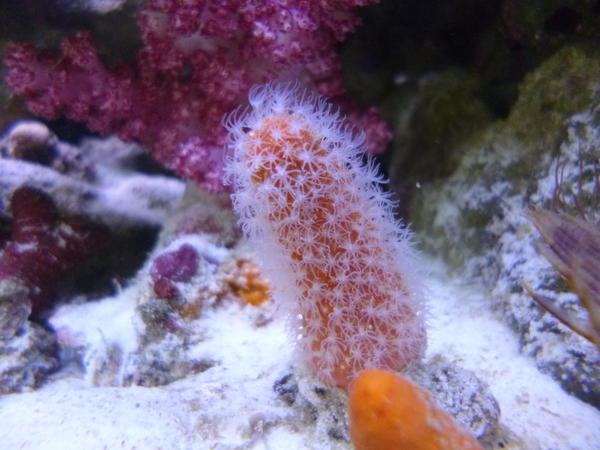 Corail rouge-oranges polypes blancs mais lequel ?