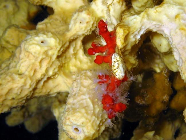Corail rouge poussant sur une éponge