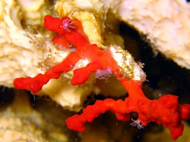 Chose promise....<br />Voici un série de photos montrant au moins 2 cas de branches de corail se développant avec pour seul support l'éponge A.carv...