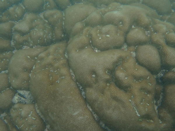 corail Seychelles