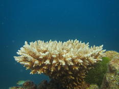 Corail Thaïlande