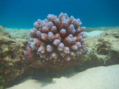 Corail Thaïlande