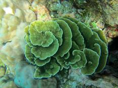 Corail Thaïlande
