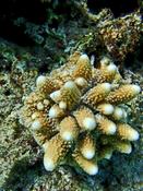 Corail Thaïlande