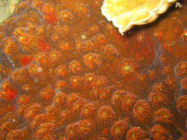 Corail. Mycedium sp.? Indopac centre