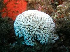 Corail ???