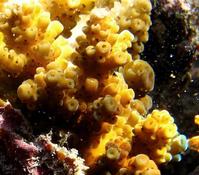 Corail?